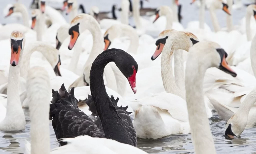 One black swan among white swans